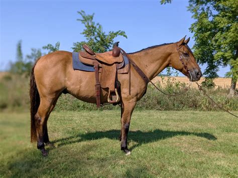 12 year old red roan quarter horse gelding. . Horses for sale in iowa